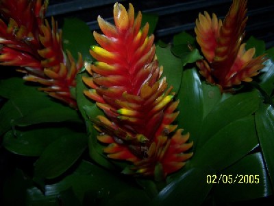 Name:  050.jpg
Views: 6107
Size:  29.9 KB