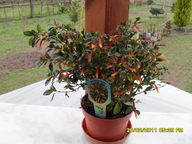Name:  003.jpg
Views: 2227
Size:  54.5 KB