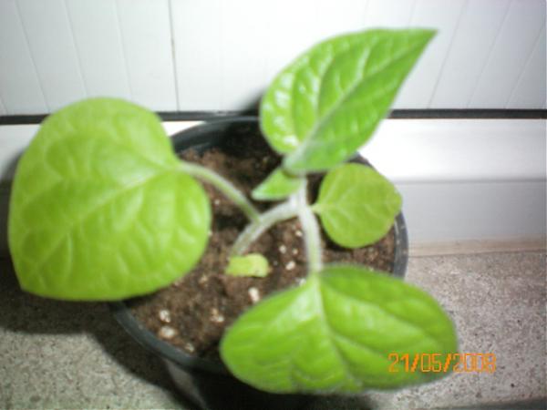 Name:  100_0014.jpg
Views: 923
Size:  27.2 KB