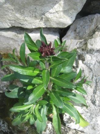 Name:  ta duvar ebbotu.jpg
Views: 1767
Size:  29.1 KB