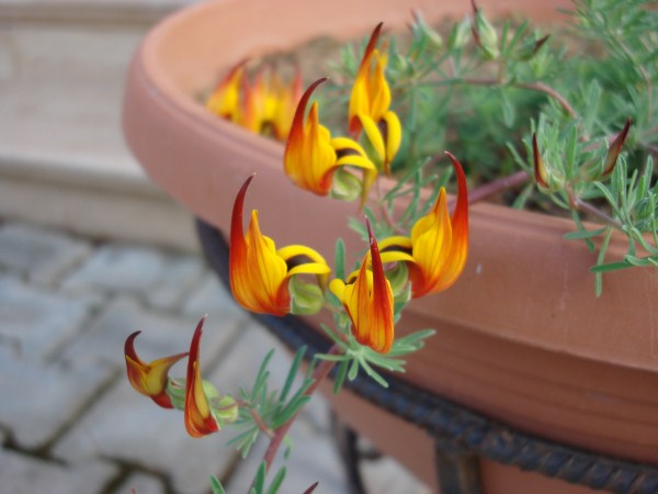 Name:  lotus bertholetii.jpg
Views: 4955
Size:  46.1 KB