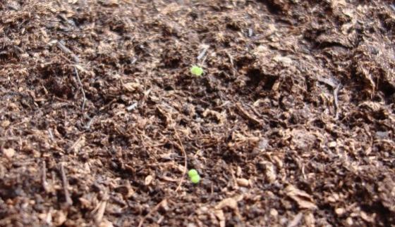 Name:  tiny seedlings.jpg
Views: 1354
Size:  54.0 KB