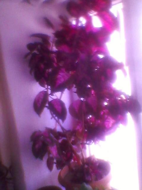 Name:  SPM_A0014.jpg
Views: 872
Size:  26.6 KB