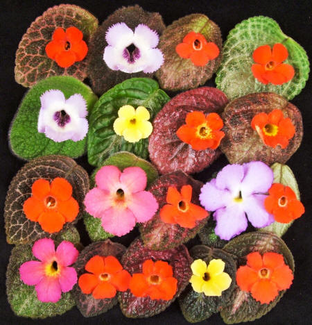 Name:  episcia.jpg
Views: 11938
Size:  60.0 KB