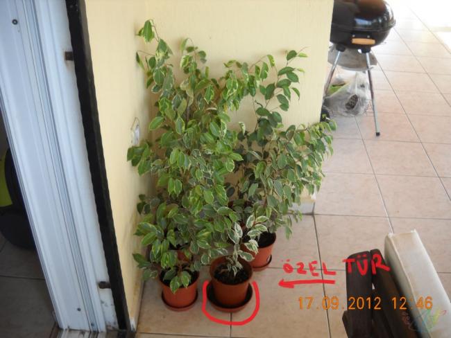 Name:  Ficus_Benjamin_Starlight.jpg
Views: 6281
Size:  45.4 KB