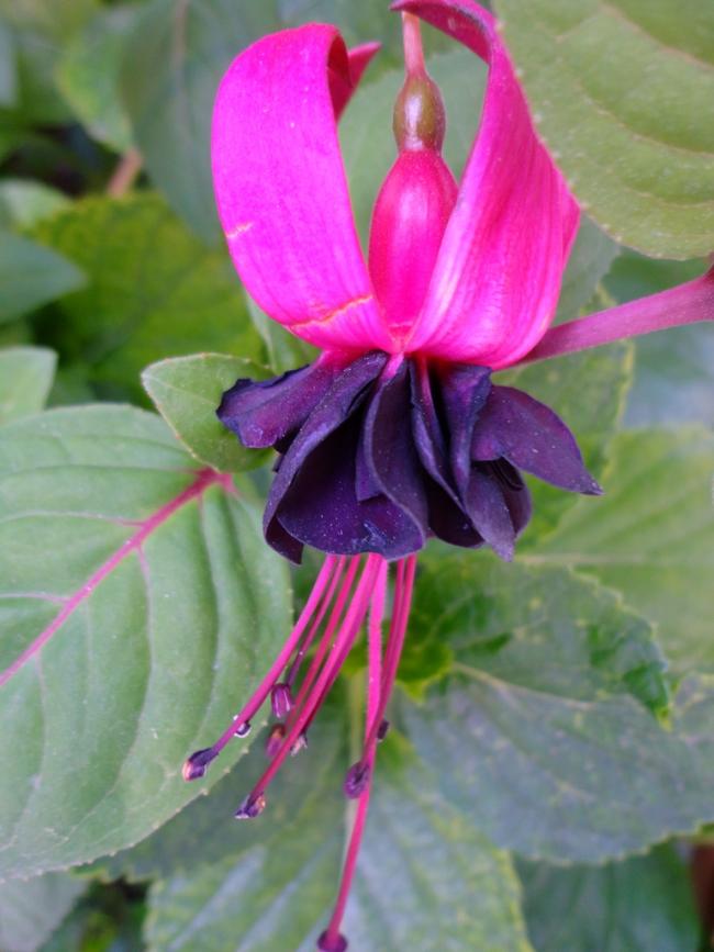 Name:  6-DSC00179.jpg
Views: 2984
Size:  56.9 KB