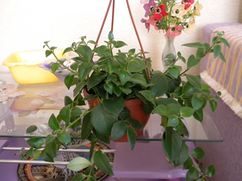 Name:  DSCN6790.JPG
Views: 2357
Size:  68.0 KB