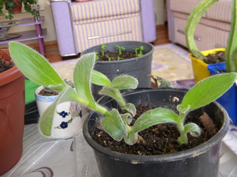 Name:  DSCN6794.JPG
Views: 3017
Size:  68.6 KB