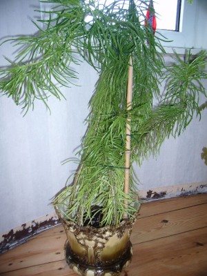 Name:  t_pflanze_128-1.jpeg
Views: 2364
Size:  45.5 KB