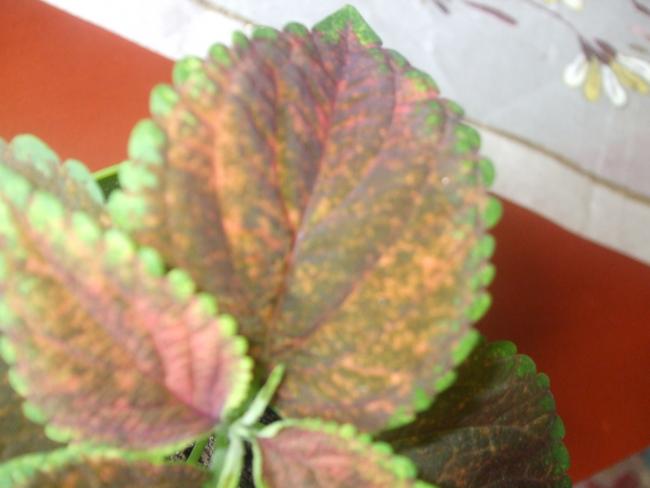 Name:  DSCF1964.jpg
Views: 1110
Size:  30.6 KB