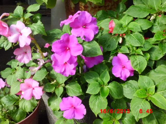 Name:  CIMG4333.jpg
Views: 1542
Size:  58.5 KB