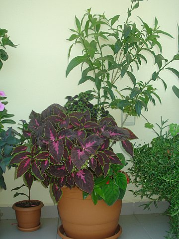 Name:  DSC02590.jpg
Views: 1833
Size:  52.7 KB
