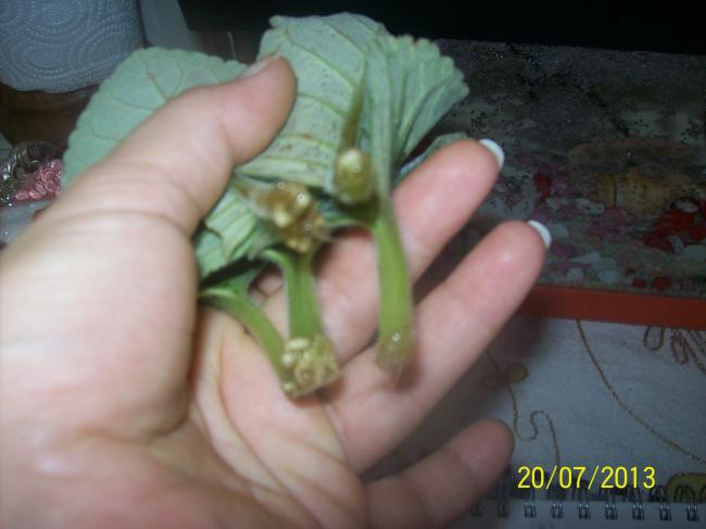 Name:  100_0727.jpg
Views: 1472
Size:  30.9 KB