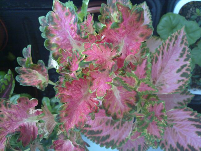 Name:  190720135233.jpg
Views: 1573
Size:  53.2 KB