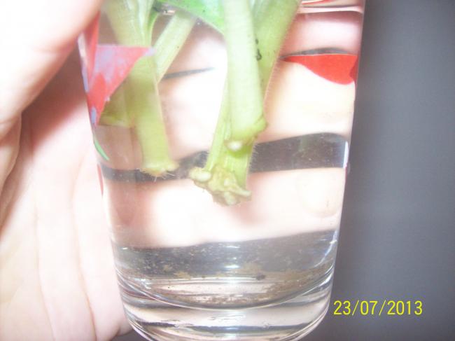 Name:  100_0730.jpg
Views: 708
Size:  27.9 KB