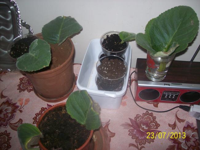 Name:  100_0729.jpg
Views: 684
Size:  44.1 KB