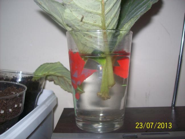 Name:  100_0728.jpg
Views: 682
Size:  33.0 KB