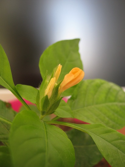 Name:  crossandra.jpg
Views: 2982
Size:  65.8 KB