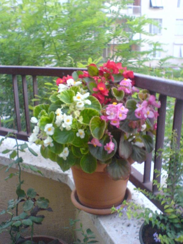 Name:  DSC04158.jpg
Views: 19386
Size:  70.8 KB