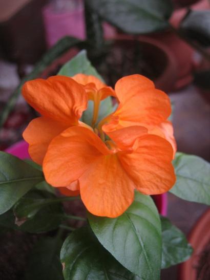 Name:  crossandra.jpg
Views: 4646
Size:  22.8 KB