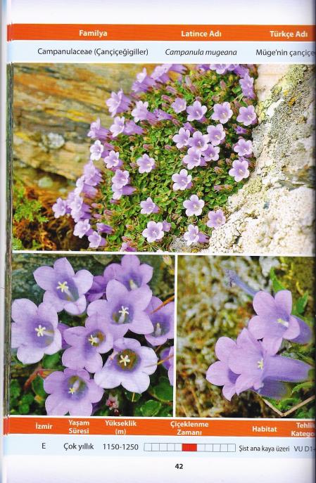 Name:  Campanula0001.jpg
Views: 1729
Size:  76.0 KB