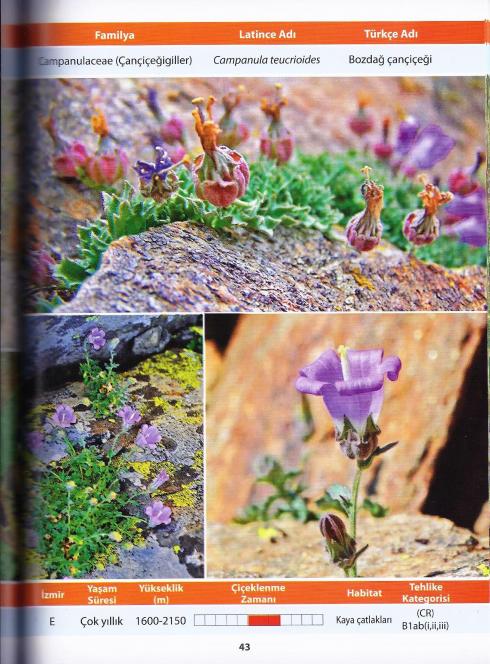 Name:  Campanula0002.jpg
Views: 1703
Size:  74.0 KB