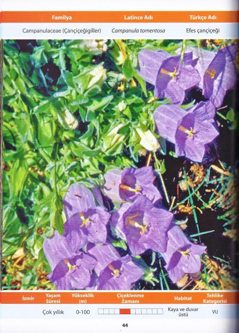 Name:  Campanula0003.jpg
Views: 1698
Size:  76.1 KB