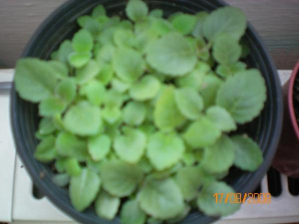 Name:  100_0043.jpg
Views: 1473
Size:  26.0 KB