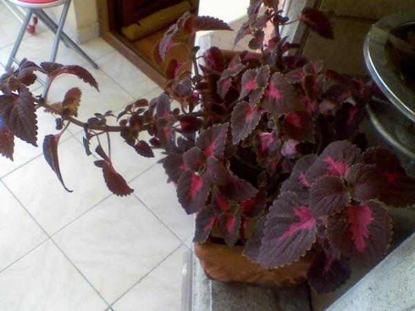 Name:  082708143101.jpg
Views: 8161
Size:  39.8 KB