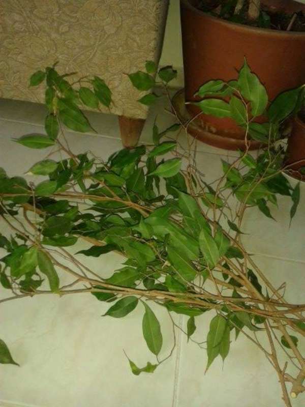 Name:  Resim 653-800.jpg
Views: 3000
Size:  48.2 KB