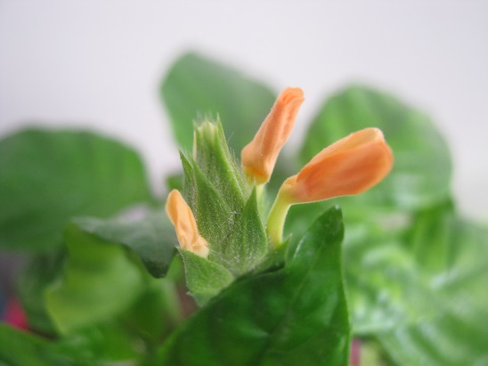 Name:  crossandra.jpg
Views: 2803
Size:  53.7 KB