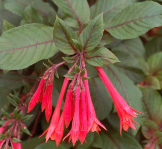 Name:  1284389963Fuchsia-Koralle-DSC_1828c.jpg
Views: 2491
Size:  42.2 KB