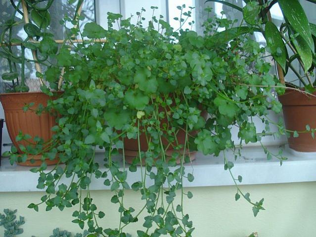 Name:  DSC04721.jpg
Views: 1887
Size:  60.9 KB