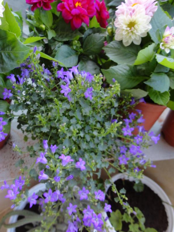 Name:  1-DSC00069.jpg
Views: 1747
Size:  73.8 KB