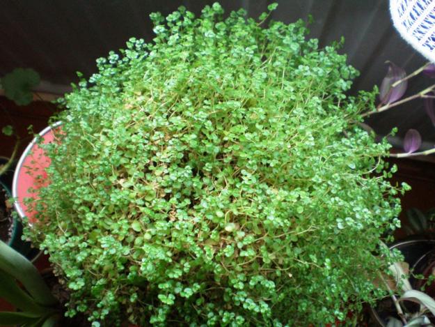 Name:  Soleirolia_soleirolii001.jpg
Views: 23684
Size:  71.4 KB