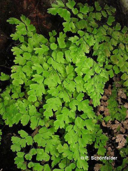 Name:  Adiantum_capillus-veneris.jpg
Views: 19695
Size:  66.8 KB