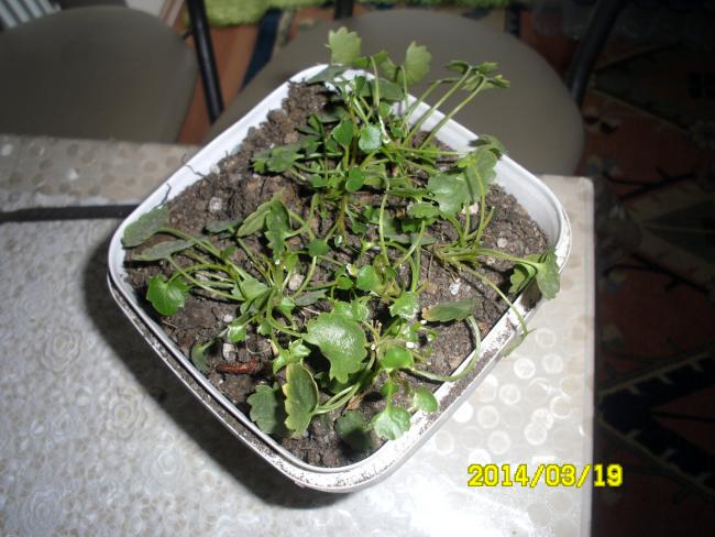 Name:  SAM_2615.jpg
Views: 1869
Size:  52.5 KB