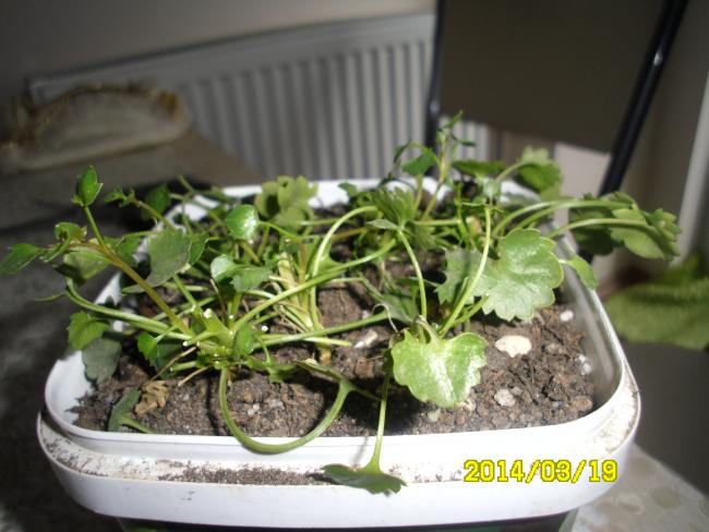 Name:  SAM_2616.jpg
Views: 1841
Size:  46.7 KB