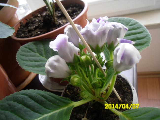 Name:  SAM_2641.jpg
Views: 1506
Size:  44.2 KB