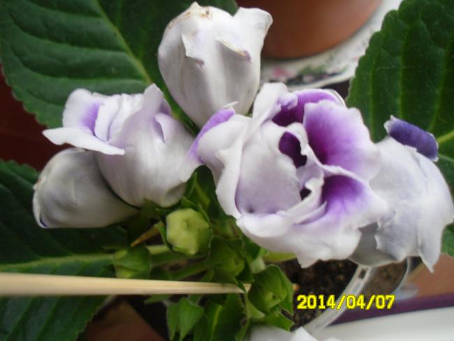 Name:  SAM_2640.jpg
Views: 997
Size:  34.9 KB