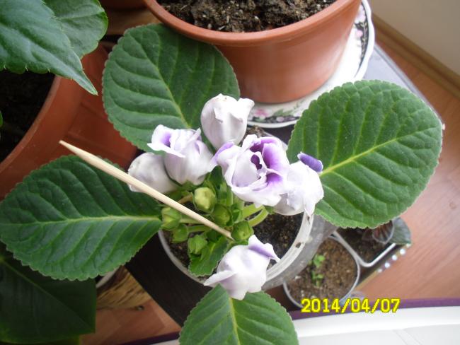 Name:  SAM_2639.jpg
Views: 1111
Size:  46.7 KB
