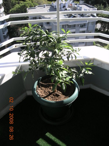 Name:  mandalina.JPG
Views: 3935
Size:  63.3 KB