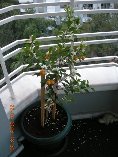 Name:  portakal-nce.JPG
Views: 4477
Size:  62.6 KB