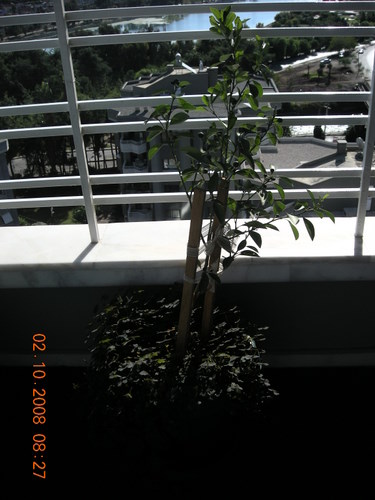 Name:  portakal-sonra.JPG
Views: 3558
Size:  58.8 KB