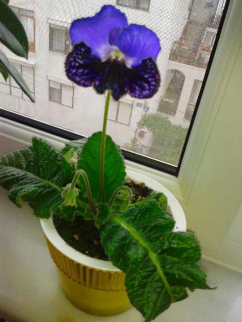 Name:  2014-05-10 10.10.56.jpg
Views: 945
Size:  45.4 KB