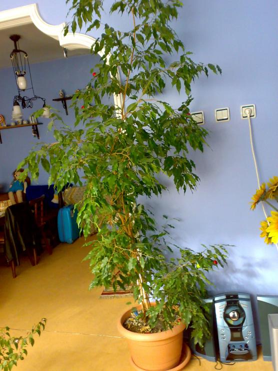 Name:  09102008145.jpg
Views: 2247
Size:  72.2 KB