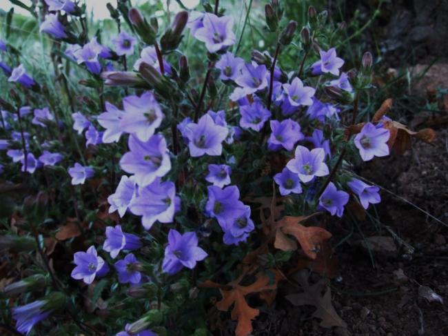 Name:  DSCF2250a.jpg
Views: 1368
Size:  53.6 KB