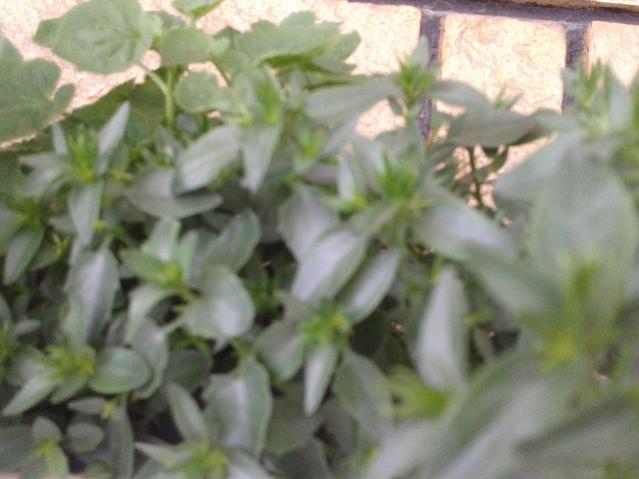 Name:  2014-05-27 13.24.25.jpg
Views: 1171
Size:  35.4 KB