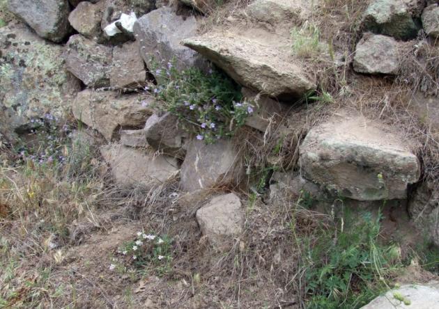 Name:  DSCF2701 a.jpg
Views: 1067
Size:  70.2 KB