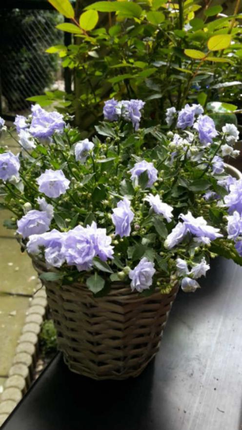 Name:  campanula haylodgensis.jpg
Views: 2273
Size:  70.7 KB